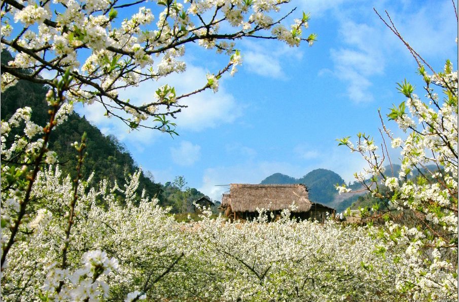 Cảnh đẹp mùa xuân ở Việt Nam cuốn hút lòng người không thể bỏ qua - Xe Du  Lịch